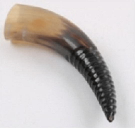 Handcrafted 100% Leak Free 11 Inch Swirl Carved Polished Natural Buffalo Horn Gifts For Him/Her | Groomsman Gift | Gift For Drinking Lovers YK003 - Noora International