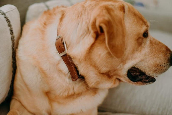 Noora Lambskin Brown Leather Dog Collar Belt With Braas Buckle, Pets Collar Belt YK0220 - Noora International